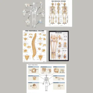 10000-ORTHOPAEDICS