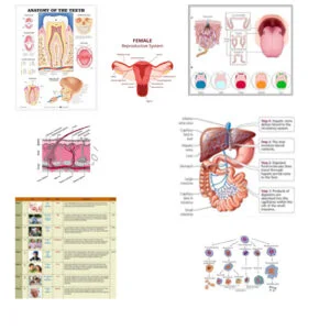10010-ANATOMY & PHYSIOLOGY