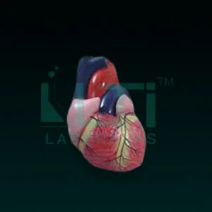 10180-HUMAN HEART (7 PARTS)