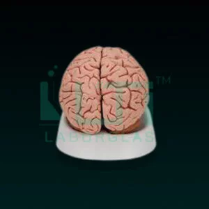 10190-Brain (Routine)