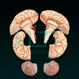 10210-Brain (Superior) parts