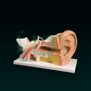 10220-Ear