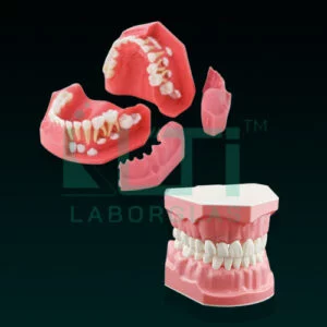 10240-Teeth (Imported)