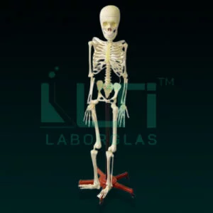 10250-HUMAN SKELETON