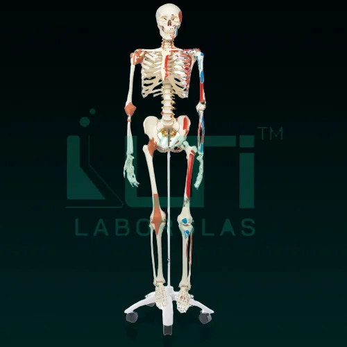 10260-HUMAN SKELETON WITH MUSCLES & LIGAMENTS