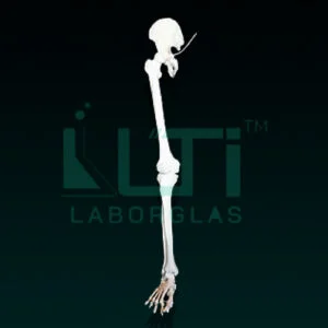 10280-LEG BONES MODEL LIFE SIZE