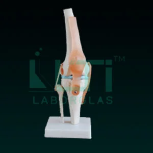 10370-KNEE JOINT