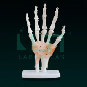 10400-LIFE SIZE HAND JOINT WITH LIGAMENTS