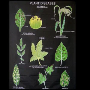 9800-Botany (Biology) Charts