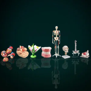 Top Human Anatomical Models Suppliers in india