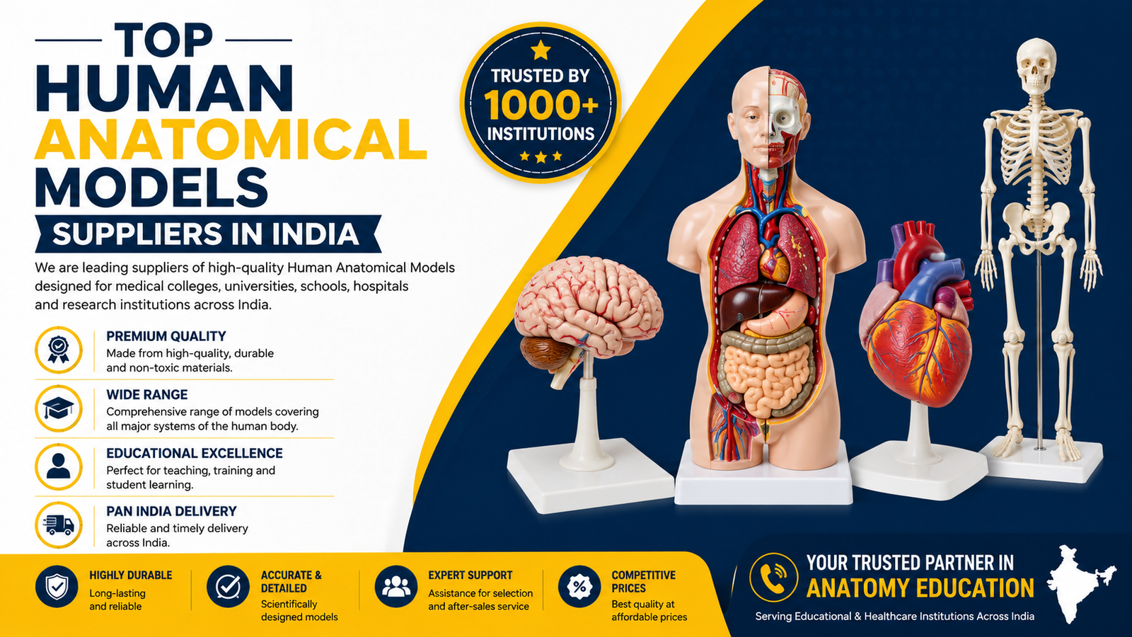 Top Human Anatomical Models Suppliers in india