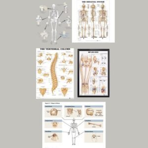 10000-ORTHOPAEDICS