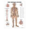 10065-HUMAN NERVOUS SYSTEM