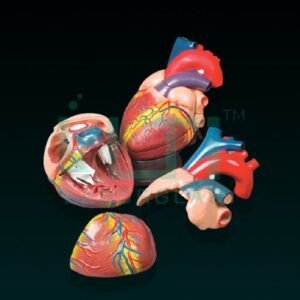 10170-HEART MODEL