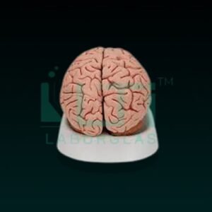 10190-Brain (Routine)
