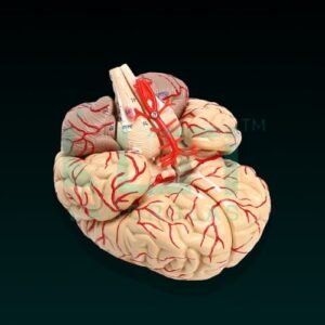 10200-Brain (Superior)