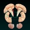 10210-Brain (Superior) parts