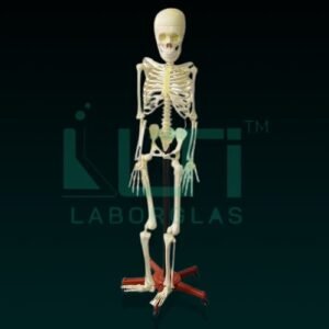 10250-HUMAN SKELETON
