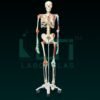 10260-HUMAN SKELETON WITH MUSCLES & LIGAMENTS
