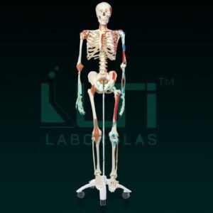 10260-HUMAN SKELETON WITH MUSCLES & LIGAMENTS