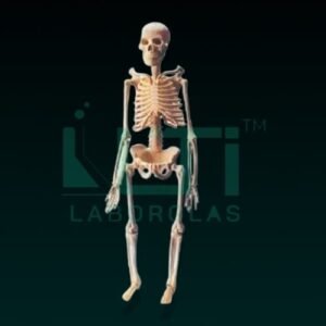 10270-MINI SKELETON