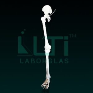 10280-LEG BONES MODEL LIFE SIZE