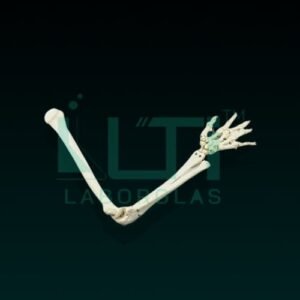 10290-ARM BONES MODEL LIFE SIZE