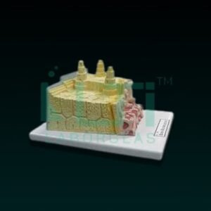 10300-BONE MICROSTRUCTURE