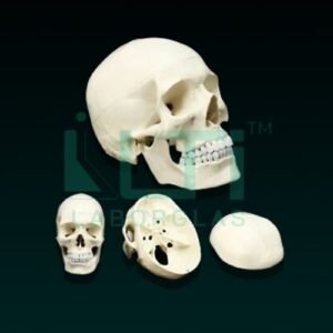 10310- LIFE SIZE SKULL