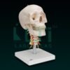 10320-SKULL WITH CERVICAL SPINE
