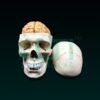10330-HUMAN SKULL MODEL WITH BRAIN NUMBERED