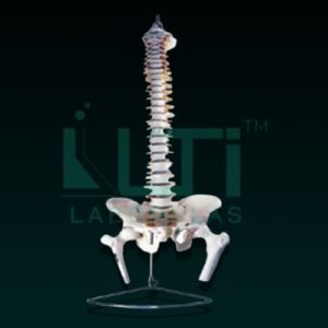 10340-VERTEBRAL WITH PELVIS & FEMUR HEADS
