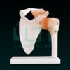 10350-SHOULDER JOINT
