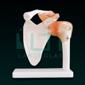 10350-SHOULDER JOINT