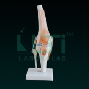 10370-KNEE JOINT