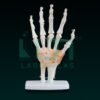 10400-LIFE SIZE HAND JOINT WITH LIGAMENTS