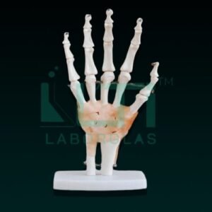10400-LIFE SIZE HAND JOINT WITH LIGAMENTS
