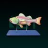 10410- BONY FISH GENERAL ANATOMY