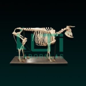 10416-COW SKELETON