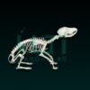 10418-DOG SKELETON