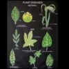 9800-Botany (Biology) Charts