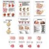 9990-IMPORTANT NURSING CHARTS