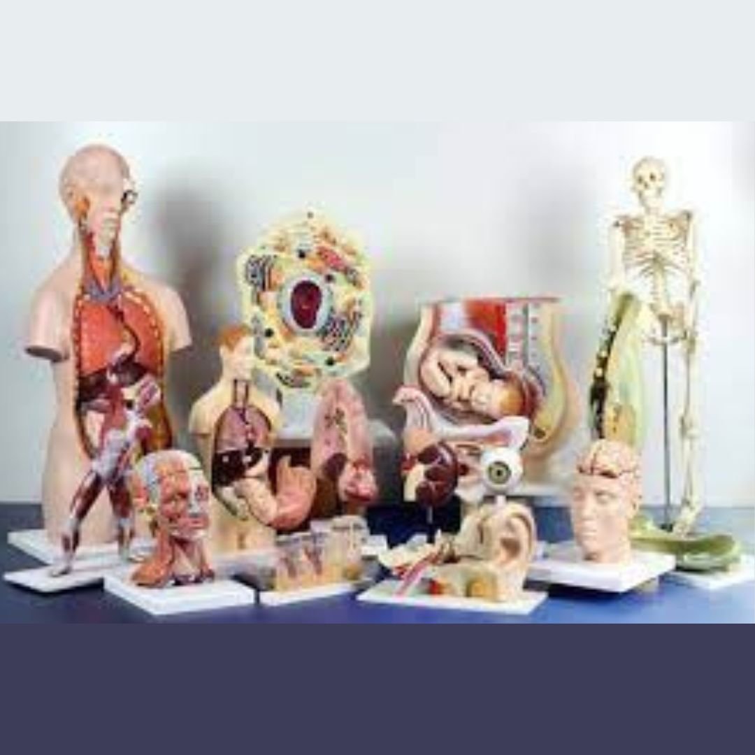 Biology Models